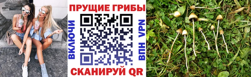 Галлюциногенные грибы GOLDEN TEACHER  купить  сайты  Таганрог 